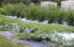 White on Black Plastic Garden Mulch