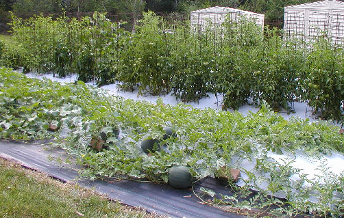 Plastic Garden Mulch Red Black Blue White Advance Greenhouses